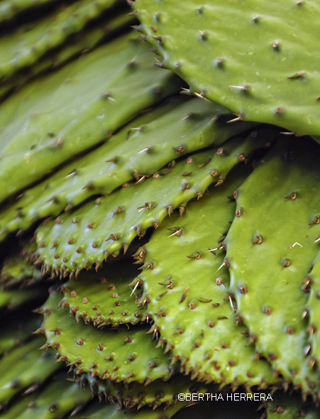 Nopal ingrediente típico y símbolo de la cocina mexicana