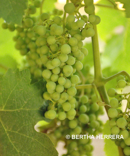 No Todas Las Uvas Son Para Vino