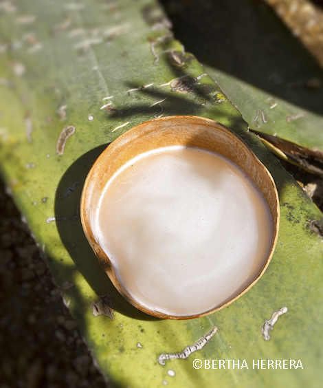 Bebida Ancestral Con Tradición. Sabor A México