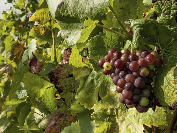 Salón De Vino Italiano En México 2019