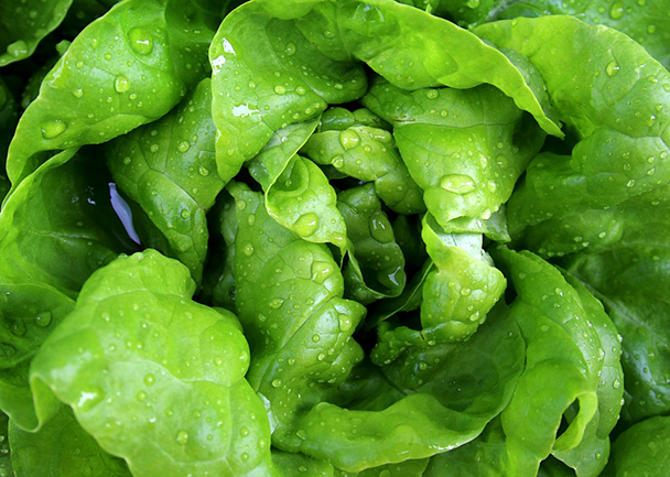 Cómo Conservar Tus Verduras En Esta Cuarentena