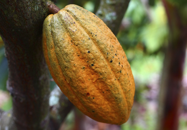 Lanzan Al Mercado Nacional El Rico Chocolanté