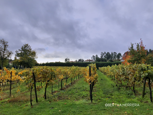 El Vino Verde, Ideal Para Estas Fiestas Decembrinas