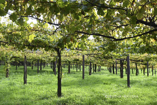 Viñedo Quinta Soalheiro