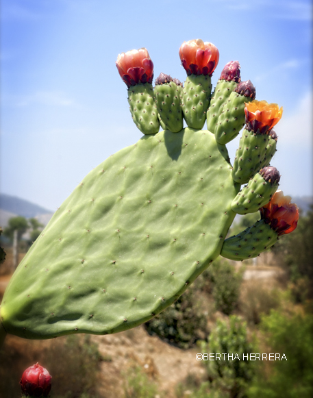 Nopal, Ingrediente Típico Y Símbolo De La Cocina Mexicana