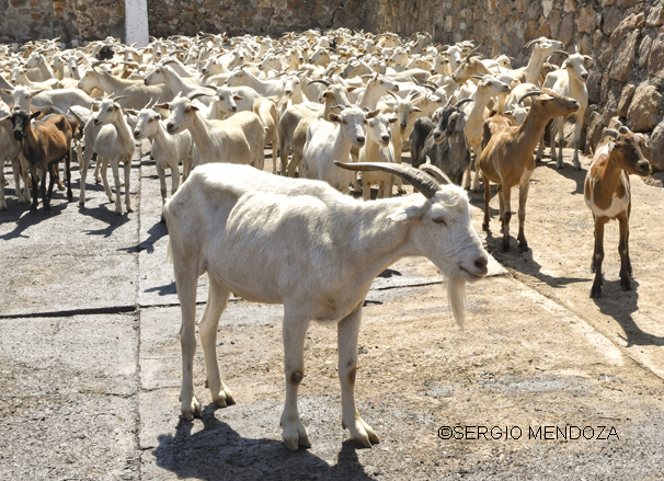 El Chivo, Ingrediente Primordial En El Mole De Caderas