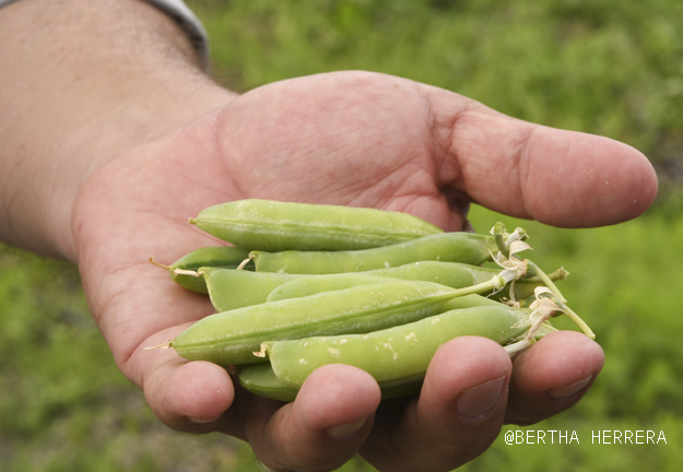 Nuevos Horizontes, Apuesta Por La Alimentación Sin Químicos