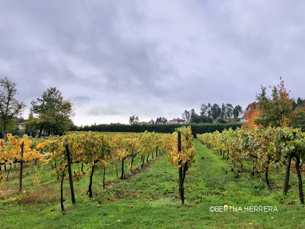 Viñedo Quinta Da Lixa